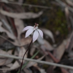 Caladenia fuscata (Dusky Fingers) at Point 85 - 24 Sep 2016 by eyal