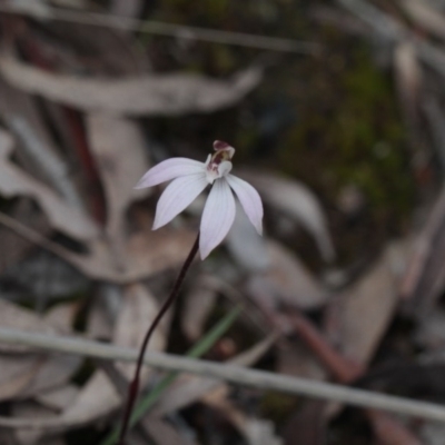 Caladenia fuscata (Dusky Fingers) at Point 85 - 24 Sep 2016 by eyal