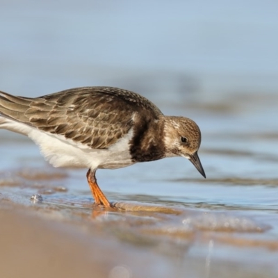 Arenaria interpres (Ruddy Turnstone) at Mogareeka, NSW - 14 Oct 2016 by Leo