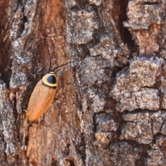 Ellipsidion australe (Austral Ellipsidion cockroach) at Deakin, ACT - 6 Dec 2015 by Ratcliffe