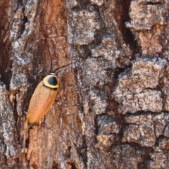 Ellipsidion australe (Austral Ellipsidion cockroach) at Red Hill Nature Reserve - 5 Dec 2015 by Ratcliffe