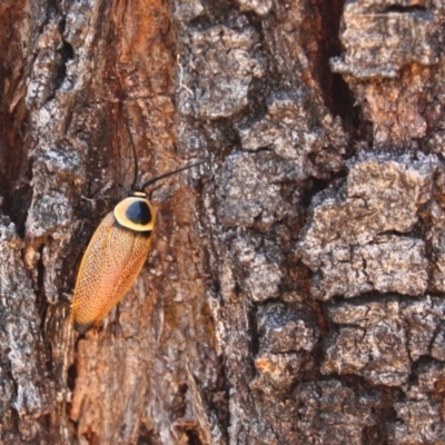 Ellipsidion australe (Austral Ellipsidion cockroach) at Deakin, ACT - 6 Dec 2015 by Ratcliffe