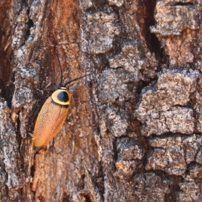 Ellipsidion australe (Austral Ellipsidion cockroach) at Red Hill Nature Reserve - 5 Dec 2015 by Ratcliffe