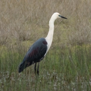 Ardea pacifica at Gungahlin, ACT - 10 Oct 2016 10:31 AM