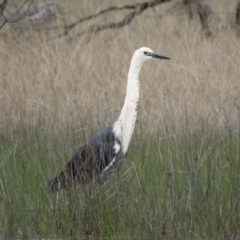 Ardea pacifica at Gungahlin, ACT - 10 Oct 2016 10:31 AM