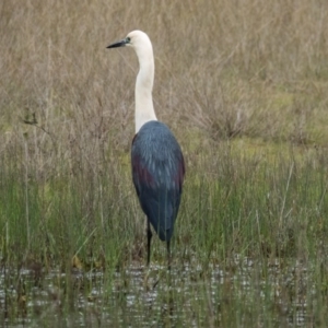 Ardea pacifica at Gungahlin, ACT - 10 Oct 2016 10:31 AM