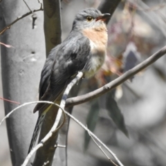 Cacomantis flabelliformis (Fan-tailed Cuckoo) at Woodstock Nature Reserve - 14 Oct 2016 by JohnBundock