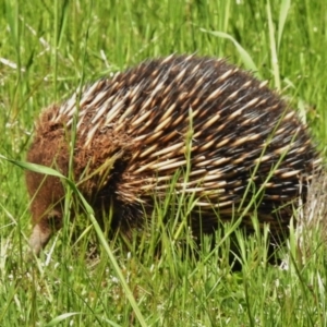 Tachyglossus aculeatus at Belconnen, ACT - 14 Oct 2016 11:48 AM