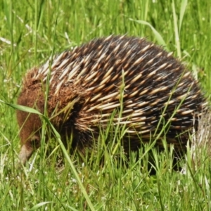 Tachyglossus aculeatus at Belconnen, ACT - 14 Oct 2016