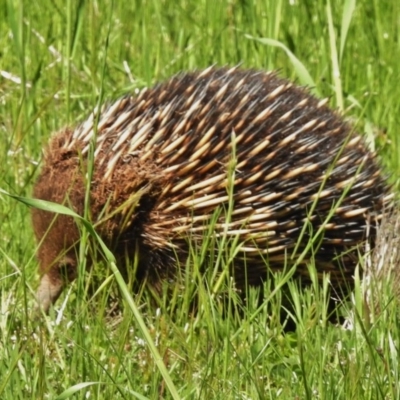 Tachyglossus aculeatus (Short-beaked Echidna) at Woodstock Nature Reserve - 14 Oct 2016 by JohnBundock