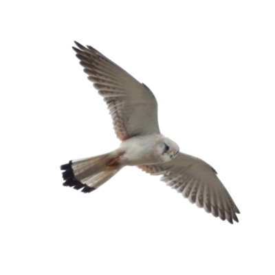 Falco cenchroides (Nankeen Kestrel) at Stony Creek - 12 Oct 2016 by JohnBundock