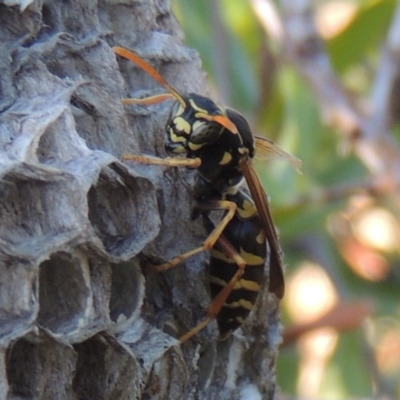 Polistes (Polistes) chinensis (Asian paper wasp) at Pollinator-friendly garden Conder - 4 Mar 2015 by michaelb