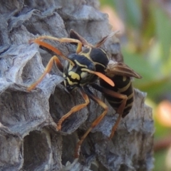 Polistes (Polistes) chinensis at Conder, ACT - 4 Mar 2015 06:51 PM