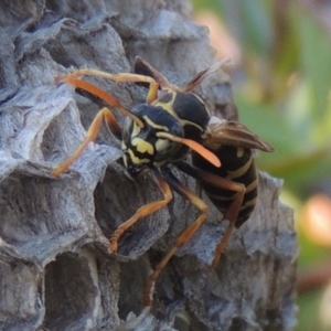 Polistes (Polistes) chinensis at Conder, ACT - 4 Mar 2015 06:51 PM