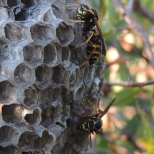 Polistes (Polistes) chinensis at Conder, ACT - 4 Mar 2015 06:51 PM