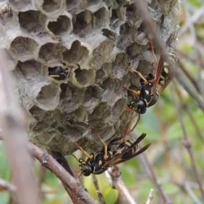 Polistes (Polistes) chinensis (Asian paper wasp) at Conder, ACT - 3 Mar 2015 by michaelb