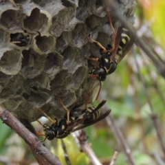 Polistes (Polistes) chinensis at Conder, ACT - 3 Mar 2015