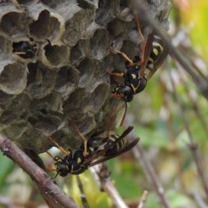 Polistes (Polistes) chinensis at Conder, ACT - 3 Mar 2015