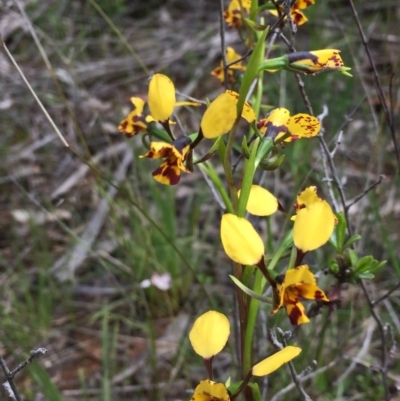 Diuris nigromontana (Black Mountain Leopard Orchid) at Dryandra St Woodland - 12 Oct 2016 by ibaird