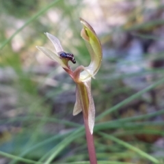 Chiloglottis trapeziformis (Diamond Ant Orchid) at Point 8 - 14 Oct 2016 by MattM
