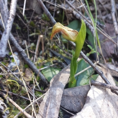 Pterostylis nutans (Nodding Greenhood) at Black Mountain - 14 Oct 2016 by MattM