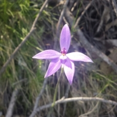 Glossodia major (Wax Lip Orchid) at Black Mountain - 14 Oct 2016 by MattM