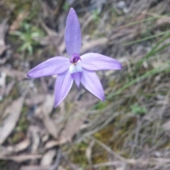 Glossodia major (Wax Lip Orchid) at Black Mountain - 14 Oct 2016 by MattM