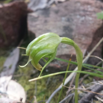 Pterostylis nutans (Nodding Greenhood) at Canberra Central, ACT - 15 Oct 2016 by MattM