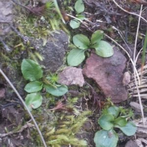 Pterostylis nutans at Canberra Central, ACT - 15 Oct 2016