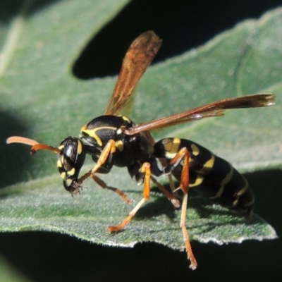 Polistes (Polistes) chinensis (Asian paper wasp) at Conder, ACT - 2 Mar 2015 by michaelb