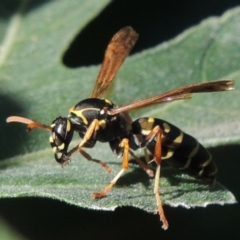 Polistes (Polistes) chinensis (Asian paper wasp) at Conder, ACT - 2 Mar 2015 by michaelb