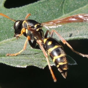 Polistes (Polistes) chinensis at Conder, ACT - 2 Mar 2015