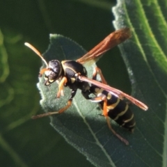 Polistes (Polistes) chinensis at Conder, ACT - 2 Mar 2015