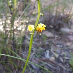 Diuris nigromontana (Black Mountain Leopard Orchid) at Canberra Central, ACT - 14 Oct 2016 by nic.jario