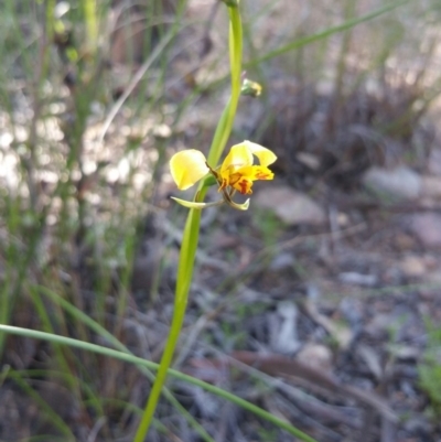 Diuris nigromontana (Black Mountain Leopard Orchid) at Canberra Central, ACT - 13 Oct 2016 by nic.mikhailovich