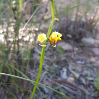 Diuris nigromontana (Black Mountain Leopard Orchid) at Canberra Central, ACT - 14 Oct 2016 by nic.jario