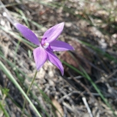 Glossodia major (Wax Lip Orchid) at Acton, ACT - 13 Oct 2016 by nic.jario