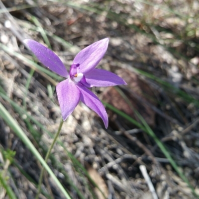 Glossodia major (Wax Lip Orchid) at Black Mountain - 13 Oct 2016 by nic.jario