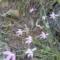 Glossodia major at Point 4857 - 14 Oct 2016