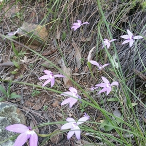 Glossodia major at Point 4857 - 14 Oct 2016