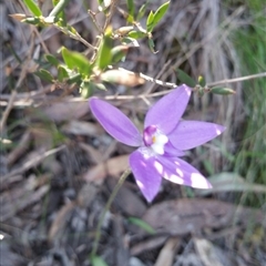 Glossodia major at Point 4857 - 14 Oct 2016