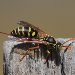 Polistes (Polistes) chinensis (Asian paper wasp) at Conder, ACT - 31 Mar 2015 by MichaelBedingfield