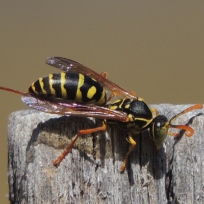 Polistes (Polistes) chinensis (Asian paper wasp) at Pollinator-friendly garden Conder - 31 Mar 2015 by michaelb