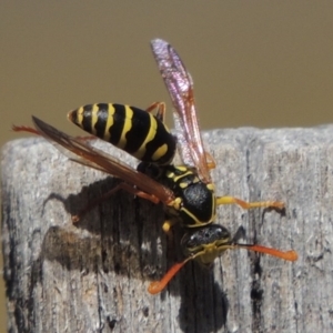 Polistes (Polistes) chinensis at Conder, ACT - 31 Mar 2015 12:45 PM