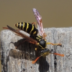 Polistes (Polistes) chinensis at Conder, ACT - 31 Mar 2015