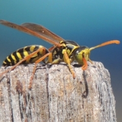 Polistes (Polistes) chinensis at Conder, ACT - 31 Mar 2015 12:45 PM