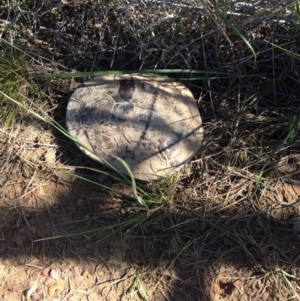 Chelodina longicollis at Gungahlin, ACT - 13 Oct 2016