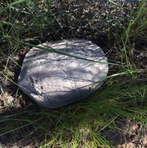 Chelodina longicollis at Gungahlin, ACT - 13 Oct 2016