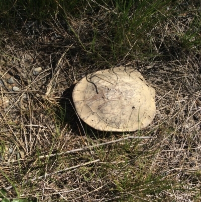 Chelodina longicollis (Eastern Long-necked Turtle) at Mulligans Flat - 12 Oct 2016 by Holly7