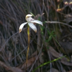 Caladenia ustulata (Brown Caps) at Canberra Central, ACT - 13 Oct 2016 by nic.mikhailovich